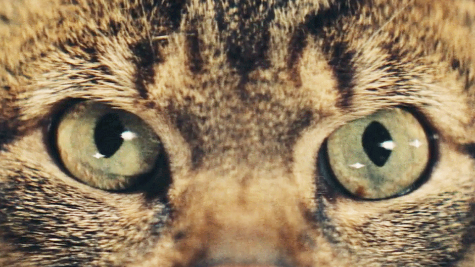 image de Un Jour un chat Bande-annonce (2) VO