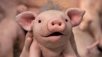 Chonchon, le plus mignon des cochons Bande-annonce VF