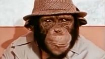 image de Lancelot Link: Secret Chimp Générique VO