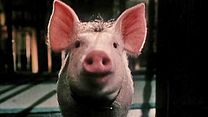 image de Babe, le cochon dans la ville Bande-annonce VO