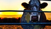 image de Cowspiracy: The Sustainability Secret Bande-annonce VO