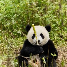 Photo 2 pour Moon Le Panda