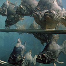 Photo 1 pour Piranhas