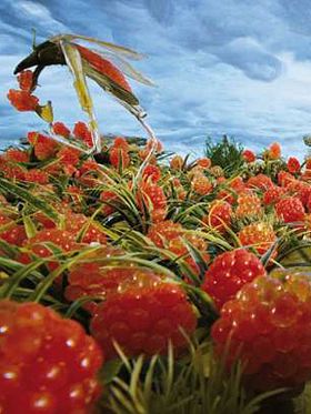 poster de Mi-rouge et le semblant de société symbiotique