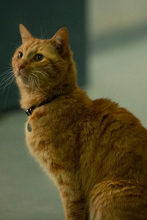 meow