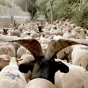 Photo Festival Pastoralismes 2025 - séance 2 : Pastoralisme et Transmission