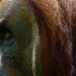 Photo La Vie Secrète des Orangs-Outans