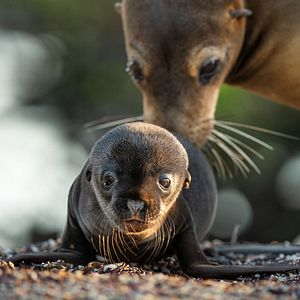Photo Otaries des Galápagos