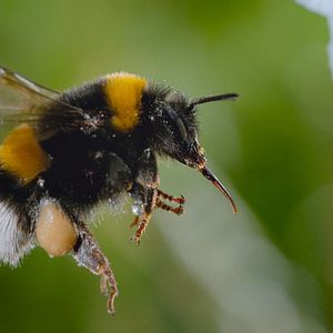Photo Les Secrets des abeilles 