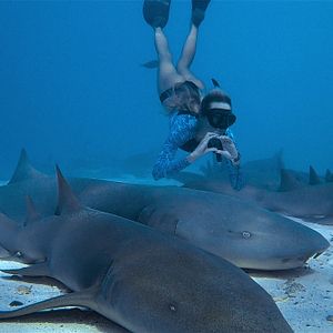 Photo En paix avec les requins