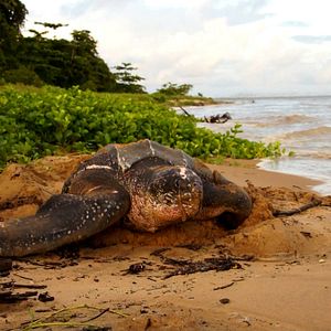Photo ALTAÏR conférences - Guyane, une pépite en Amazonie