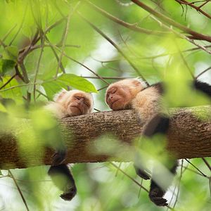Photo La Vie secrète des animaux