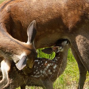 Photo Bambi, L’histoire d’une vie dans les bois