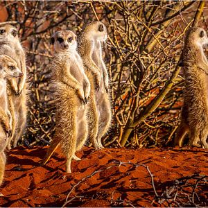 Photo ALTAÏR conférences - Namibie, époustouflante par nature