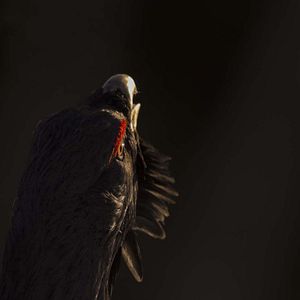 Photo Le Chant des forêts