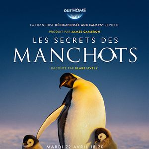 Photo Les Secrets des manchots