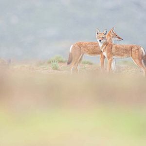 Photo Le Secret du Loup d’Éthiopie