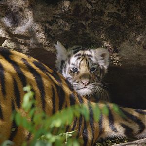Photo Tigres