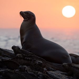 Photo Otaries des Galápagos