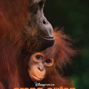 Photo Orang-outan
