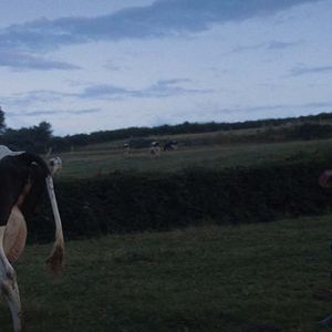 Photo Un été à la ferme