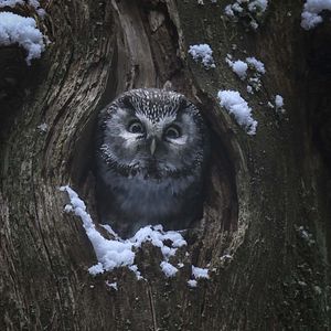 Photo Le Chant des forêts
