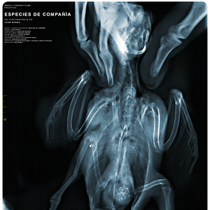 Photo Especies de compañía