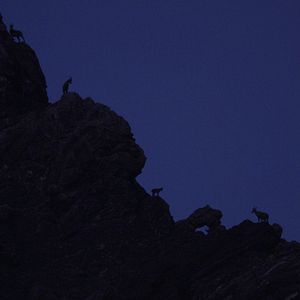 Photo Le Temps des animaux