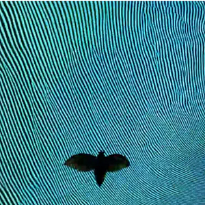 Photo Video EssAI. Carte blanche au groupe de recherche-création « The Video Essay: Memories, Ecologies , Bodies »