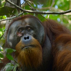 Photo La Vie Secrète des Orangs-Outans