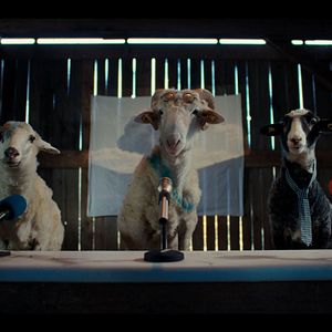 Photo Sheep