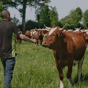 Photo Rustiques, portraits de vaches résistantes