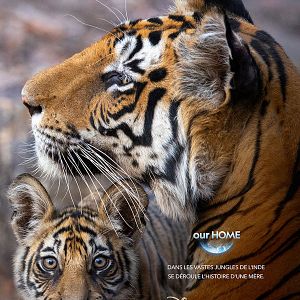 Photo Tigres