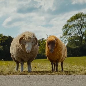Photo Les Moutons Détectives