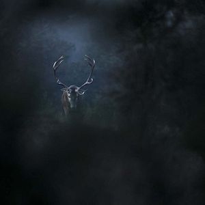 Photo Le Chant des forêts