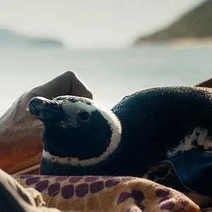 Photo Mon ami le petit manchot