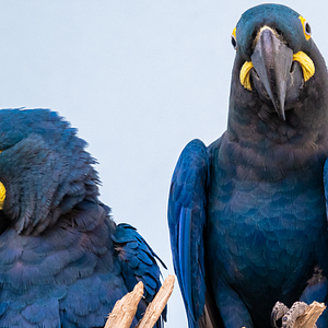 Photo Escape from Extinction Rewilding