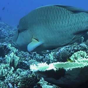 Photo Titouan, les enfants du corail