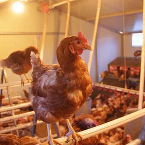 Photo L’œuf et la poule