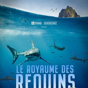 Photo Le Royaume des requins