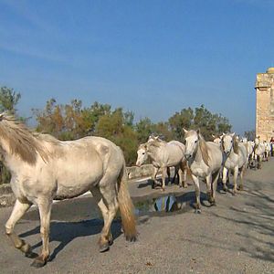 Photo Camargue, sous les sabots
