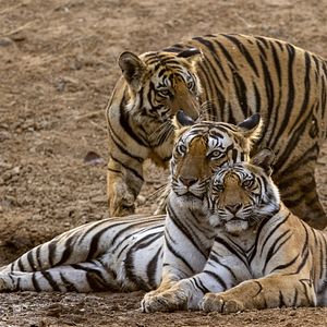 Photo Tigres