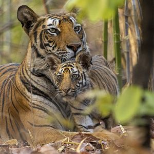 Photo Tigres