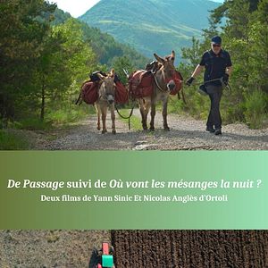 Photo De Passage + Où vont les mésanges la nuit ?