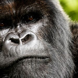 Photo Une histoire de gorilles avec David Attenborough