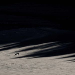 Photo Le Chant des forêts