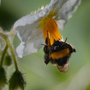 Photo Les Secrets des abeilles 