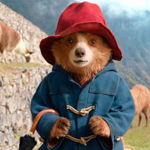 Photo Paddington au Pérou