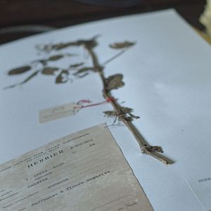 Photo L’Arbre de l’Authenticité
