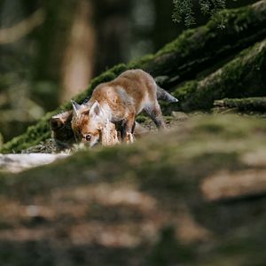 Photo Argoat